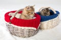 Two small kittens in different wicker Royalty Free Stock Photo