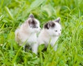 Two small kittens on the green grass. looking away Royalty Free Stock Photo