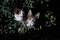 Two small kittens hidden among green bushes against a dark background Royalty Free Stock Photo