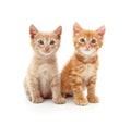 Two small kittens Royalty Free Stock Photo