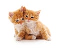 Two small kittens Royalty Free Stock Photo