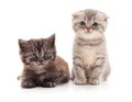 Two small kittens Royalty Free Stock Photo