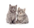 Two small kittens Royalty Free Stock Photo