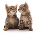 Two small kittens Royalty Free Stock Photo