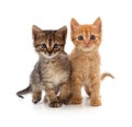 Two small kittens Royalty Free Stock Photo