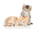 Two small kittens looking at camera. Royalty Free Stock Photo
