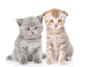 Two small kittens looking at camera. isolated on white background Royalty Free Stock Photo