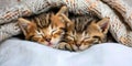 Dreamy Duo: Two Adorable Kittens Snuggle Under a Cozy Blanket. Generative AI Royalty Free Stock Photo