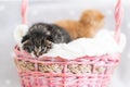 Two small kittens in pink basket. Pet adoption, animal care. Royalty Free Stock Photo