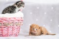 Two small kittens in pink basket. Pet adoption, animal care. Royalty Free Stock Photo