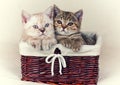 Two small kittens Royalty Free Stock Photo