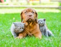 Two small kittens sitting on green grass with Bordeaux puppy dog Royalty Free Stock Photo
