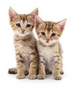 Two small kittens. Royalty Free Stock Photo