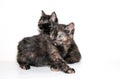 Two small kittens on a white background. Cute and funny cats with green eyes. Kittens of three colors Royalty Free Stock Photo