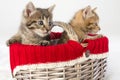 Two small kittens in a wicker Royalty Free Stock Photo