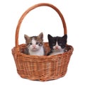 Two small kittens in a wicker basket Royalty Free Stock Photo