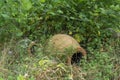 Two small Kvevri or Qvevri in the grass and bushes. Kvevri are earthenware vessels used for the fermentation, storage and ageing