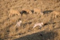 Two small lambs chasing each other playfully in yellow grasslands, while adult sheep are grazing Royalty Free Stock Photo