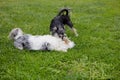 Two small lap dogs play on the green grass in summer. Dogs play and bite each other while lying on the green lawn. Dogs Royalty Free Stock Photo