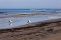 Two small laughing seagulls keeps 2m distance at seaside. Royalty Free Stock Photo