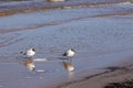 Two small laughing seagulls with reflections standing Royalty Free Stock Photo