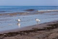 Two small laughing seagulls speaking from distance at seaside. Royalty Free Stock Photo