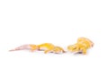 Two Small Leopard Geckos