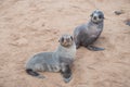 Two small lion seal babies Royalty Free Stock Photo