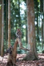 Two small macaque monkeys are playing on a tree trunk. Monkey forest, Bali, Indonesia