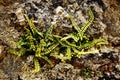 Two small Maidenhair Spleenwort ferns growing in a wall Devon UK 