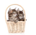 Two small maine coon cats sitting in basket. isolated on white