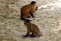 Two small monkeys loose on a beach and SÃÂ£o Luiz, MaranhÃÂ£o. Royalty Free Stock Photo