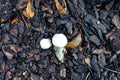 Two small mushrooms eaten by brown naked snail black soil wet top view Royalty Free Stock Photo