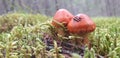 Two small mushrooms on the edge of the forest in moss