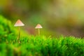 Two small mushrooms in green moss Royalty Free Stock Photo