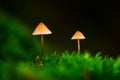 Two small mushrooms in green moss Royalty Free Stock Photo
