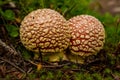 Two Small Mushrooms Grow On Green Forest Floor Royalty Free Stock Photo