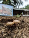 two small mushrooms growing on the ground near a dead tree trunk Royalty Free Stock Photo