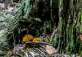 two small mushrooms growing near an old tree stump Royalty Free Stock Photo