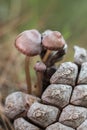 Small mushrooms growing on a pine cone Royalty Free Stock Photo