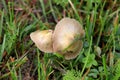 Two small mushrooms surrounded with green and dried high uncut grass