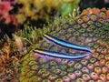 Two Small Neon Gobies on star coral Royalty Free Stock Photo