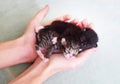 Two small newborn blind kittens lie in their hands. Kittens with short tails, Kurilian Bobtail breed. Royalty Free Stock Photo