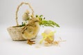 Two small newborn chick , basket with bouquet of flowers , egg with yellow bow on white background. Concept of Easter, birthday, Royalty Free Stock Photo