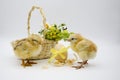 Two small newborn chick , basket with bouquet of flowers , egg with yellow bow on white background. Concept of Easter holiday, Royalty Free Stock Photo