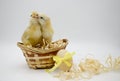 Two small newborn chick sitting, kissing in egg basket with yellow bow on white background with copy space. Concept of Easter Royalty Free Stock Photo