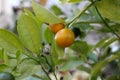 small oranges on a tree branch Royalty Free Stock Photo