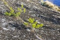 Two small pines in the crack of a granite rock.