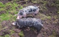 Two small PiÃÂ©train pigs rooting in the mud Royalty Free Stock Photo