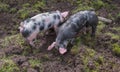 Two small PiÃÂ©train pigs rooting in the mud Royalty Free Stock Photo